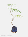 Everfresh Kokedama - Self-collection at Takashimaya store only