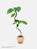 Ficus Umbellata Kokedama - Self-collection at Takashimaya store only