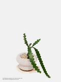 Fishbone Cactus - Self-collection at Takashimaya store only