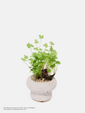 Oxalis Clover Kokedama - Self-collection at Takashimaya store only