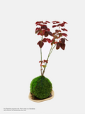 Oxalis Fire Fern Kokedama - Self-collection at Takashimaya store only